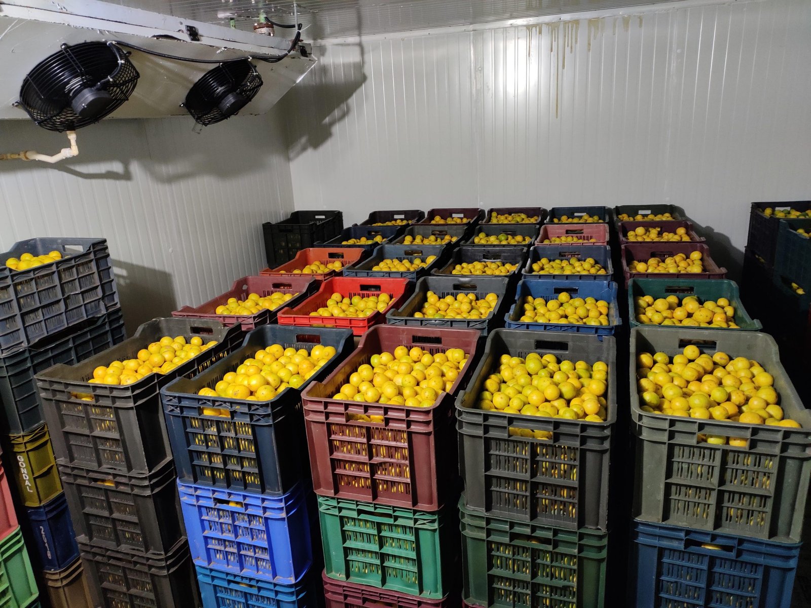 Indian farmer at vegetable mandi with tomatoes and fresh produce